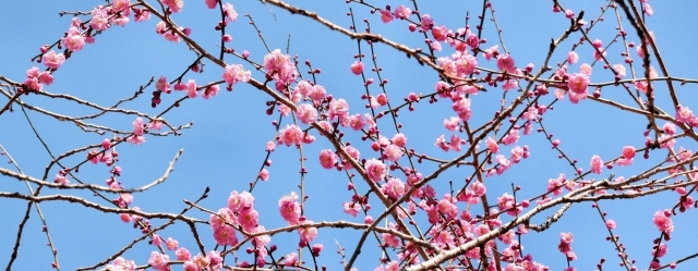 2月の税金・社会保険事務