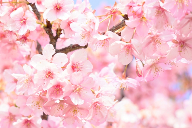 4月の税金・社会保険事務