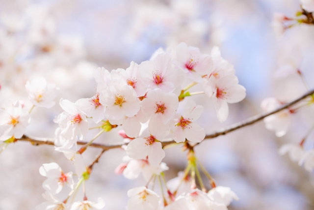 4月の税金・社会保険事務