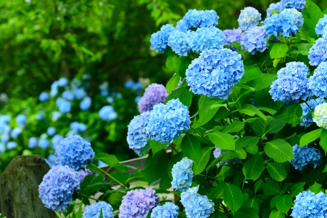 6月の税金・社会保険事務